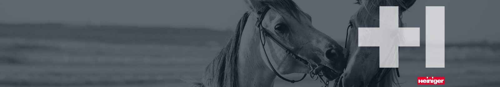 Equine