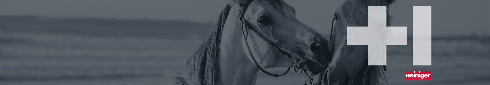Equine