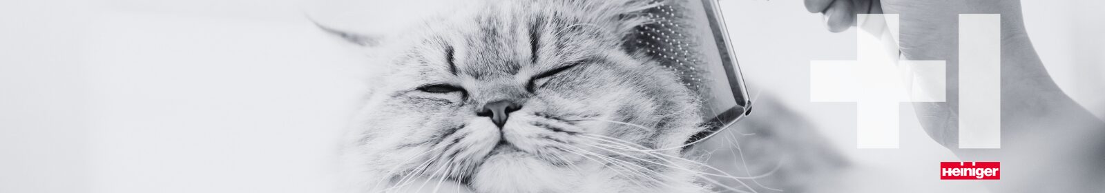 Pet Groom Cat