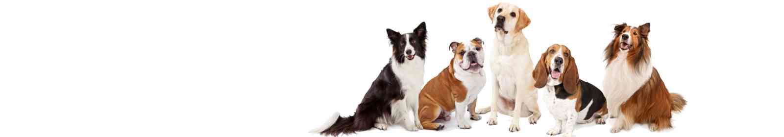 Pet Grooming Nov 18 16