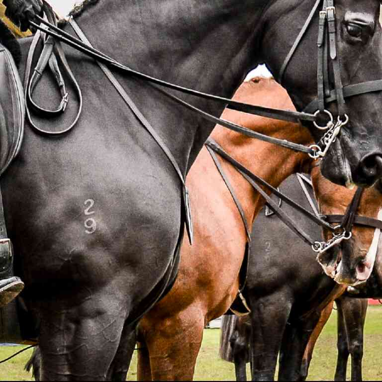 Equine Xplorer Cordless Clipper Heiniger New Zealand