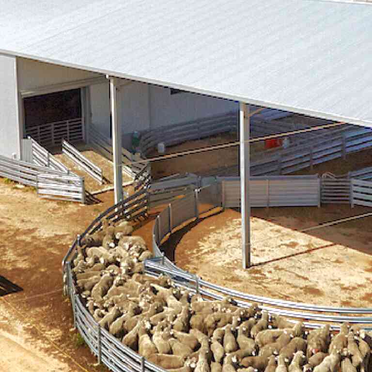 Evo Shearing Plant Heiniger Australia